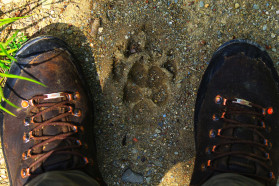 The ubiquitous presence of large carnivores in the Neretva Valley enables a tighter coupling of predator-prey dynamics than elsewhere in Europe and speaks for the impressive and functionally intact biodiversity of the Upper Neretva Valley.